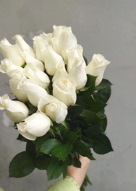 Роза белая "Прауд"
