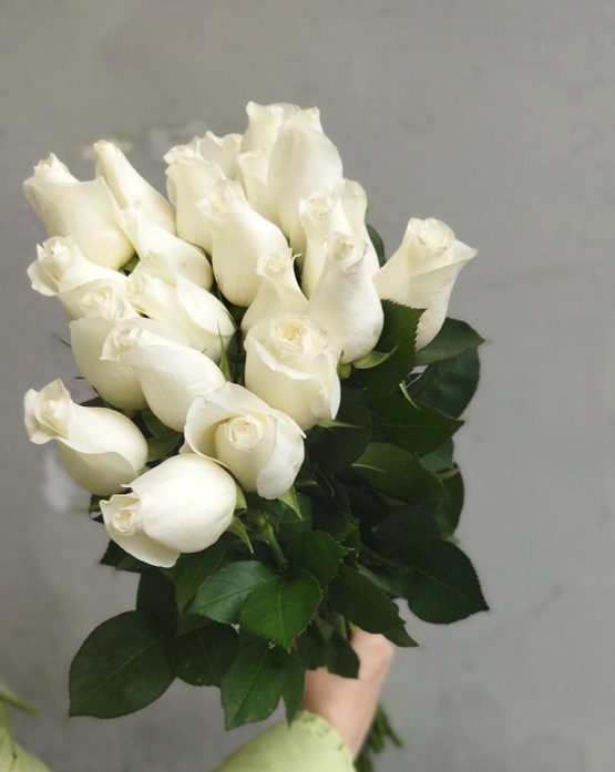 Роза белая "Прауд"